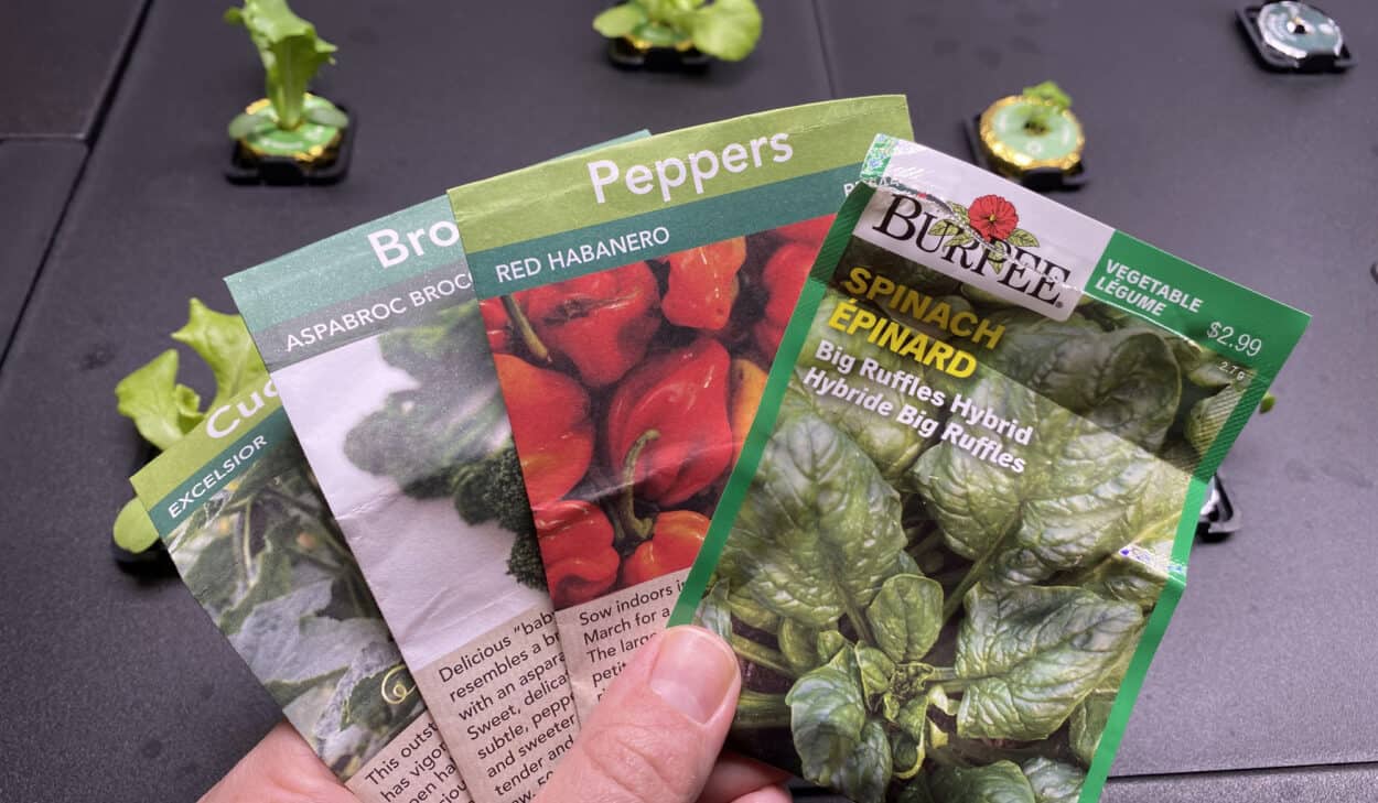 hydroponic seeds