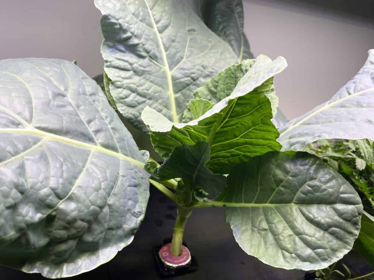 Rise Hydroponic Garden Cauliflower