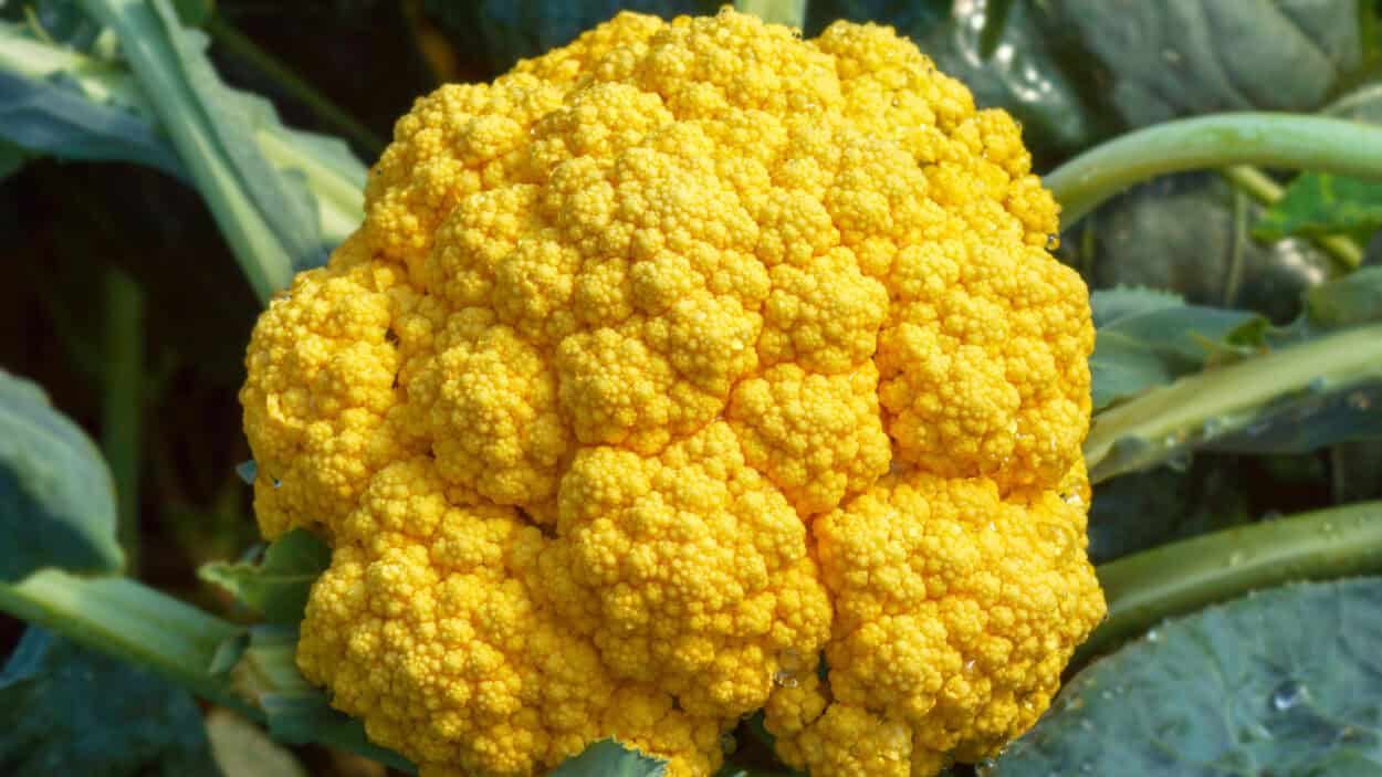 Cheddar cauliflower