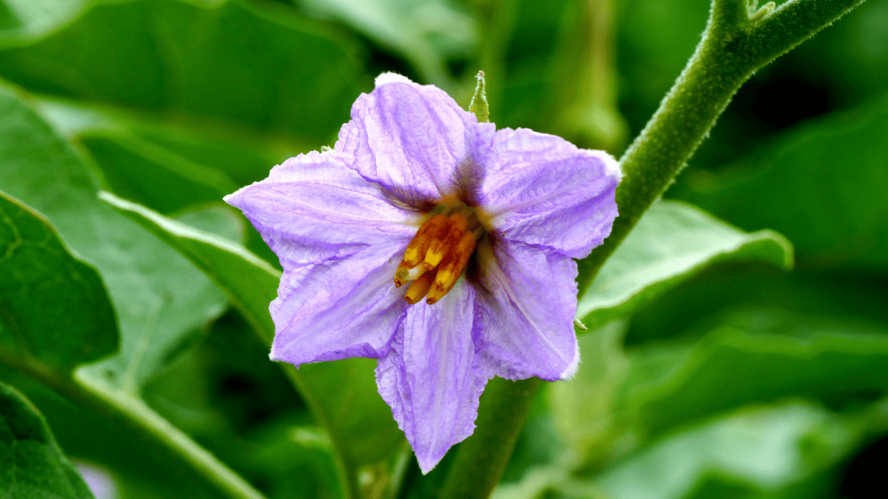 Eggplant flower