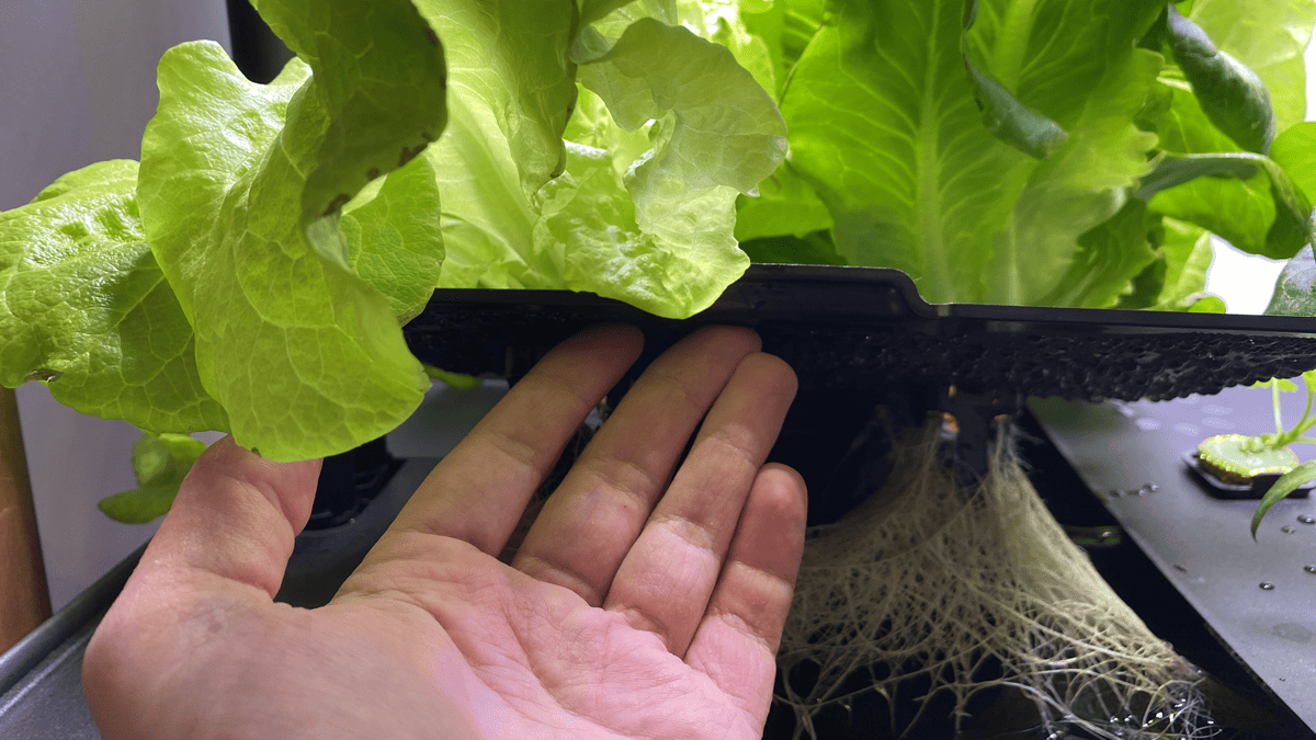 Grow tray lifted to show roots