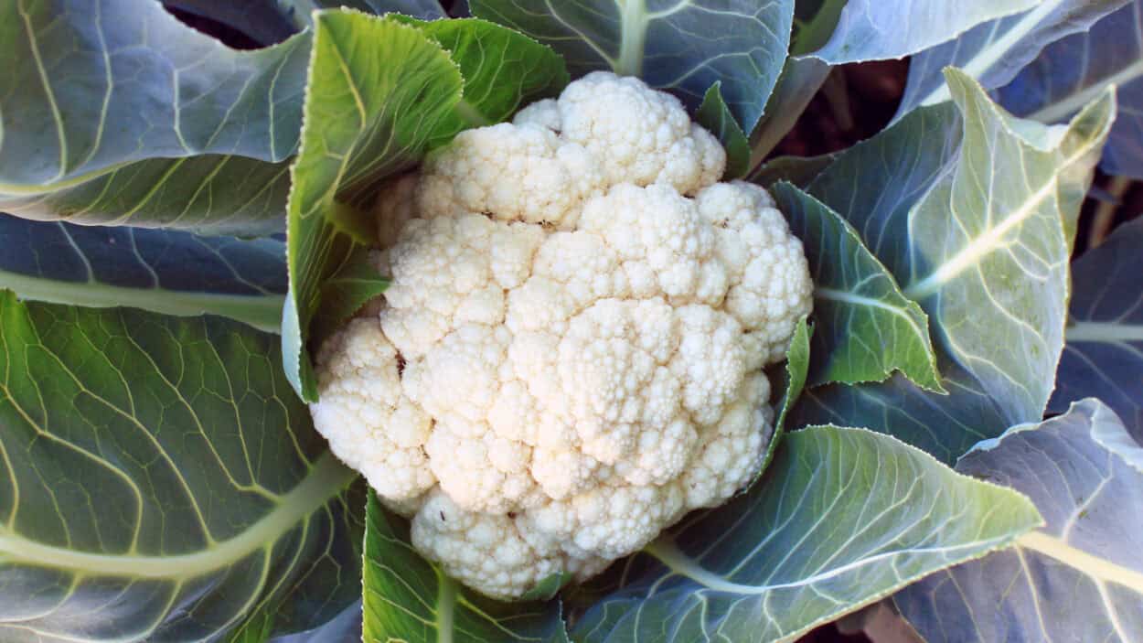 Hydroponic Cauliflower plant growing