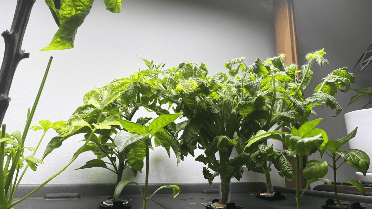 Hydroponic Tomatoes 1