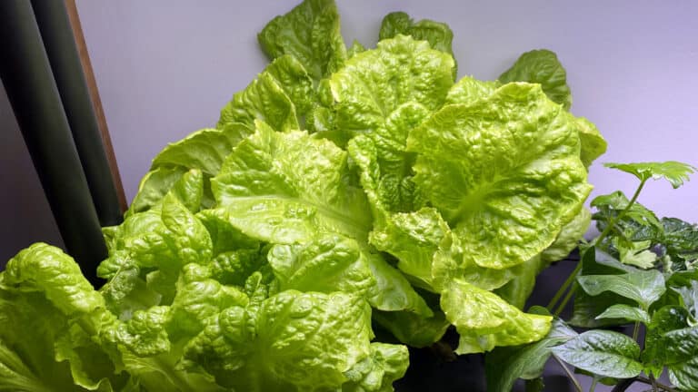 Hydroponic Lettuce At Home (A Complete Growing Guide)