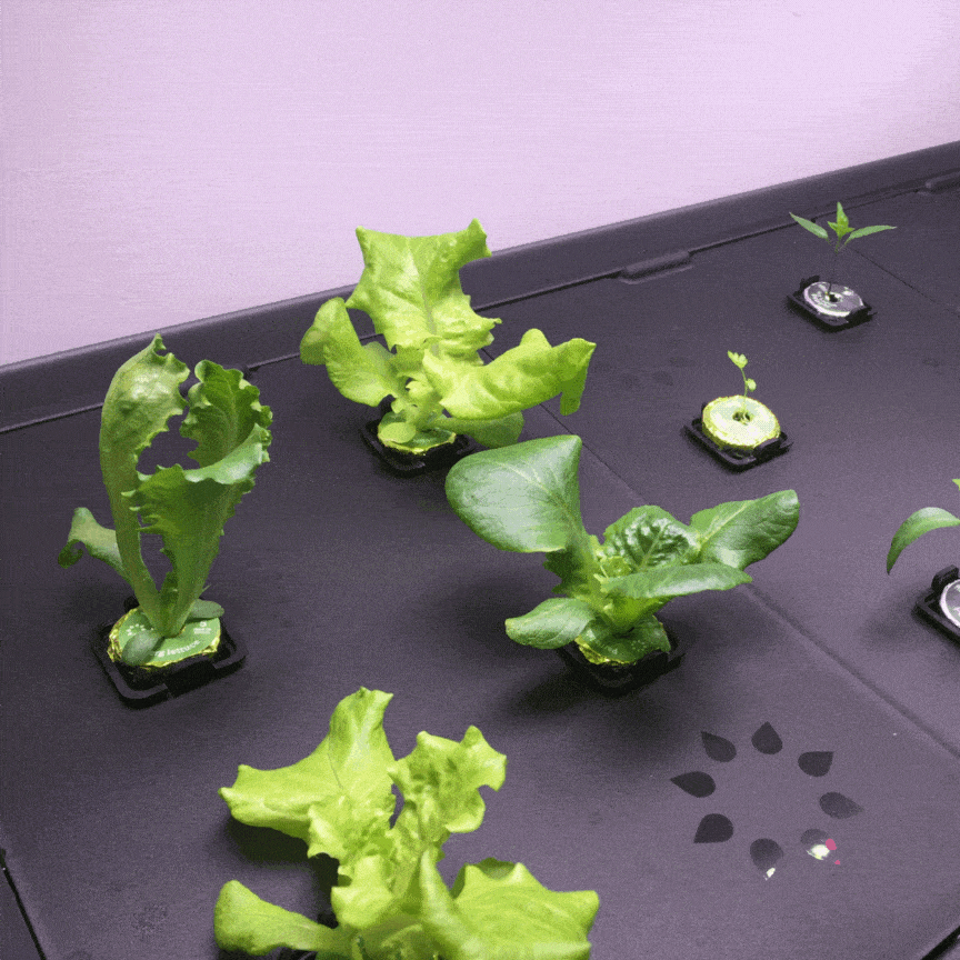Hydroponic lettuce growing time lapse 1