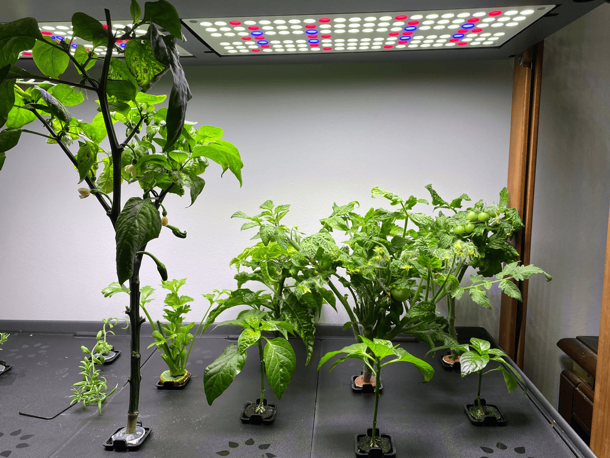 Hydroponic peppers and tomatoes in a Rise Garden