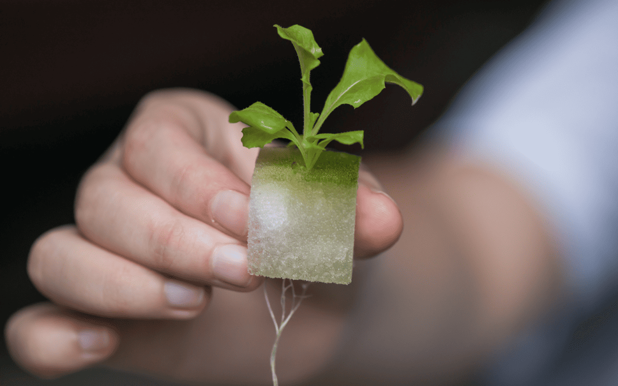 Rockwool-grow-cubes