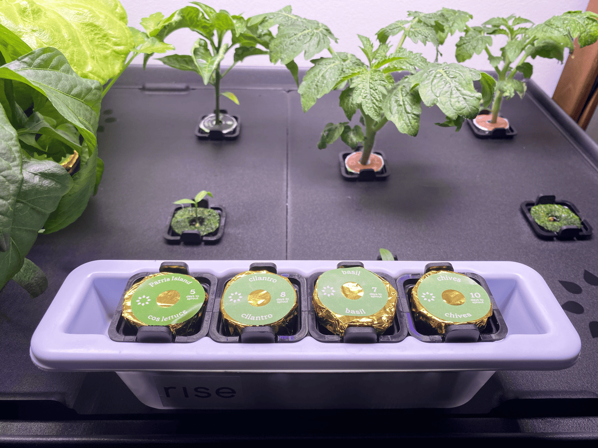 Seedling nursery