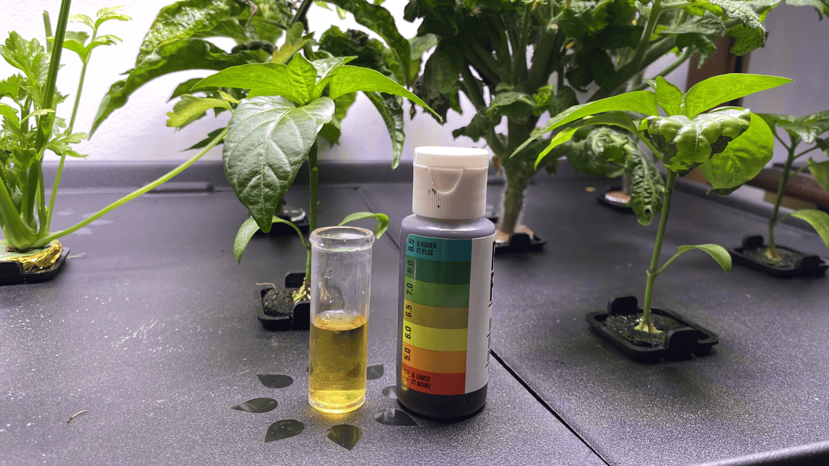 Water pH in the 5.5 range