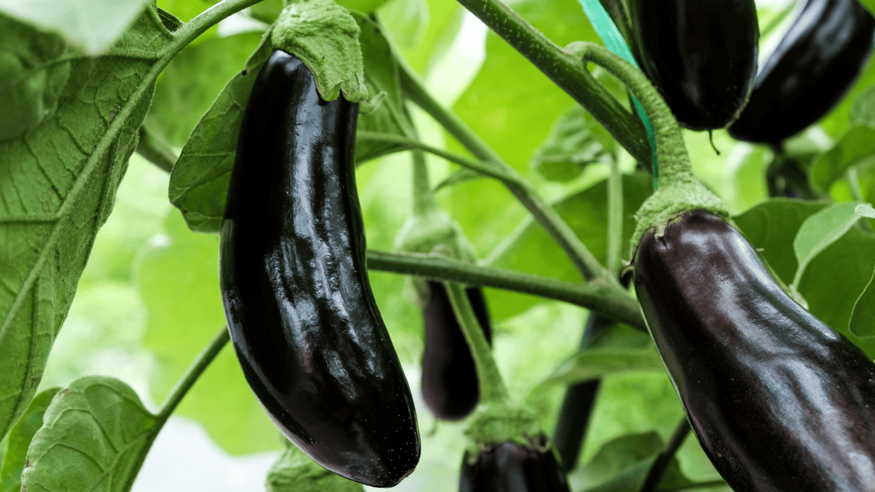 hydroponic eggplant