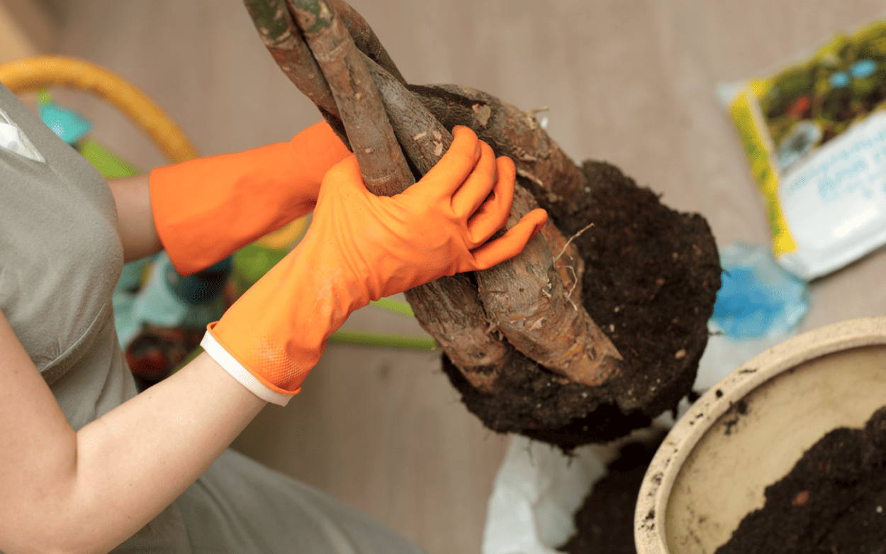 Transplanting a Money Tree