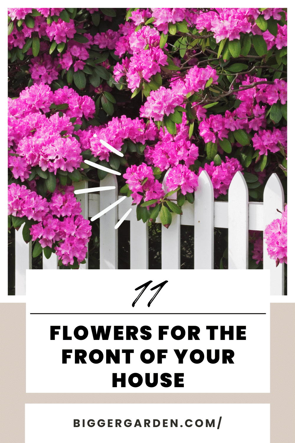 Flowering azaleas 