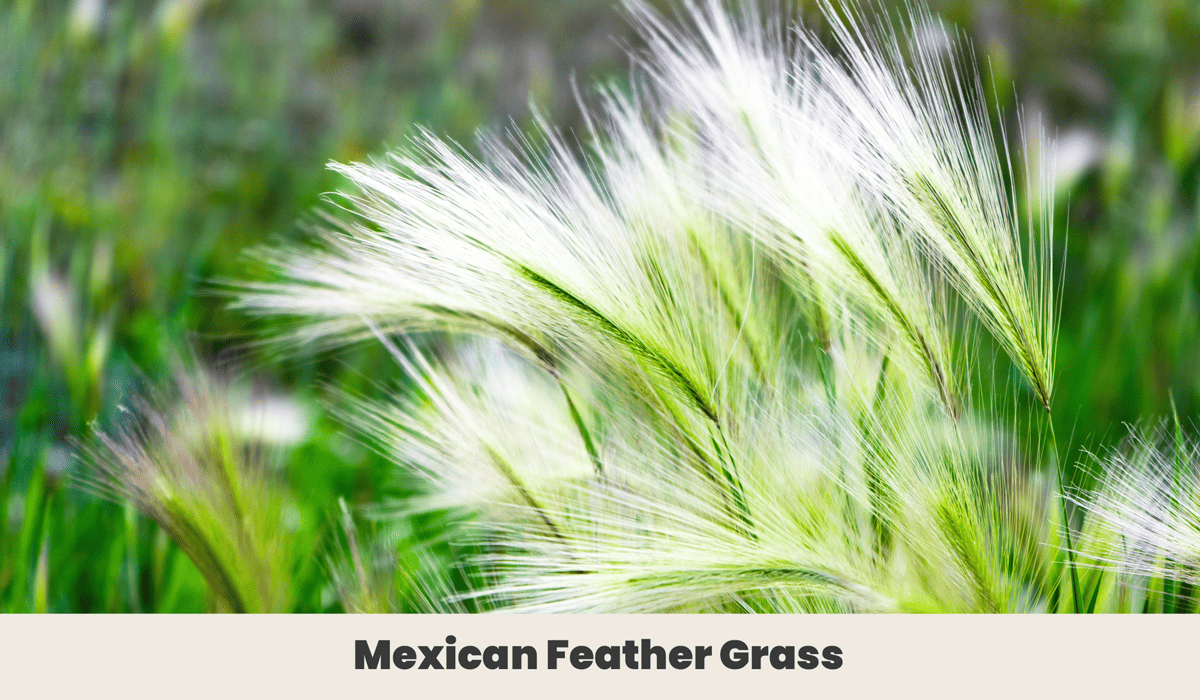 11 Flowers I'm Starting to Grow that Look Like Feathers, image size:1200x700