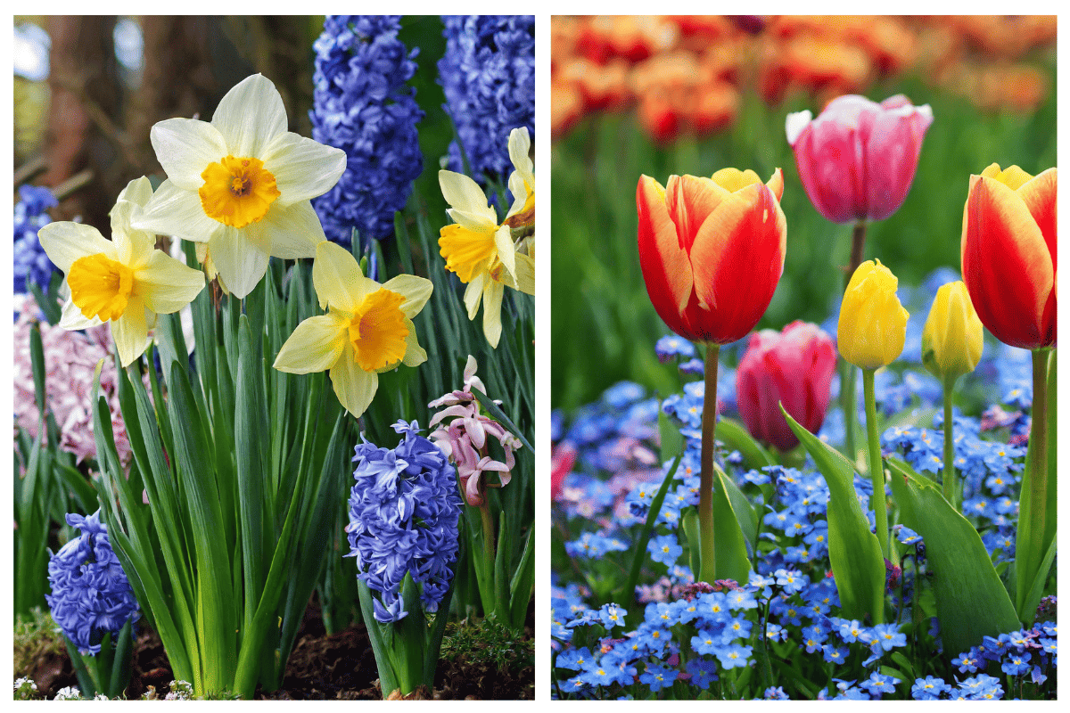 SPRING BULB Companions 1 1