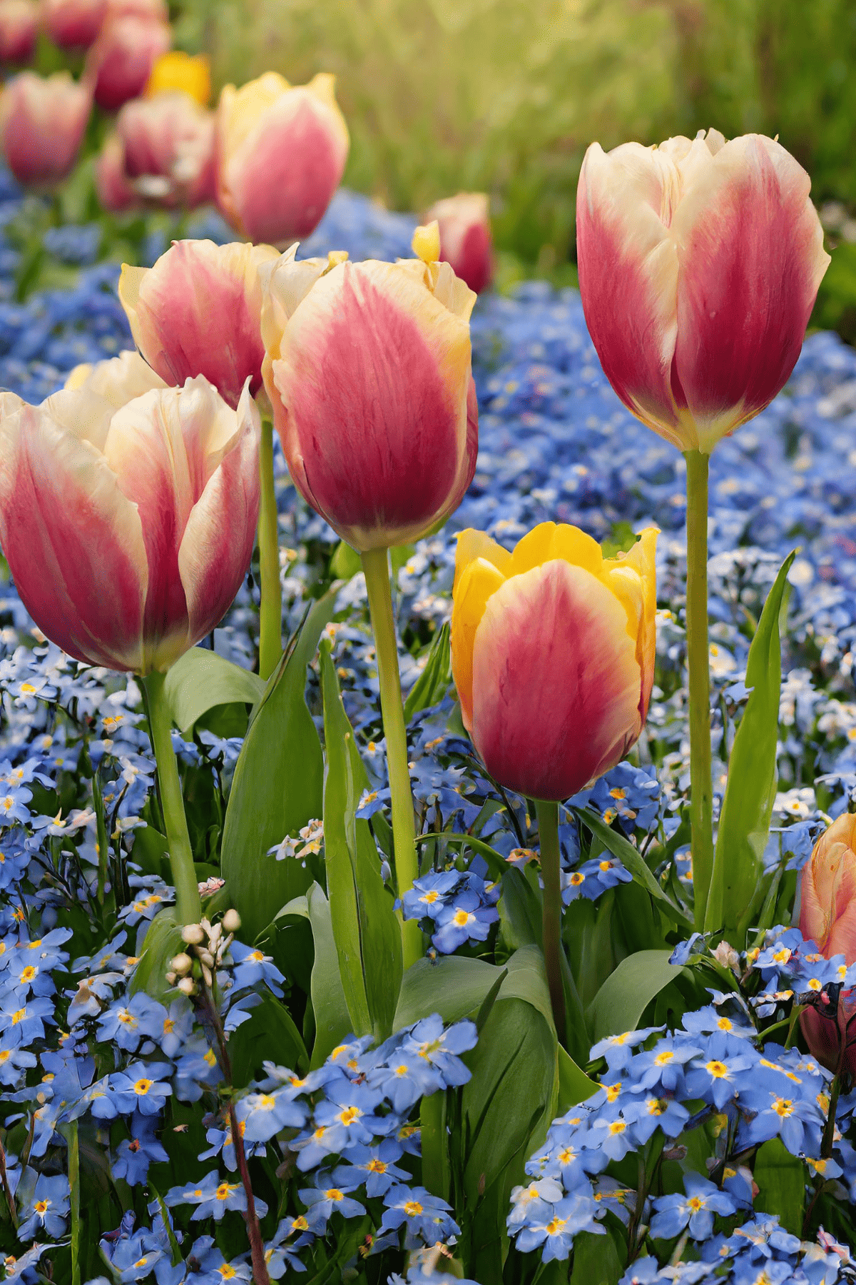 Tulips Forget me nots
