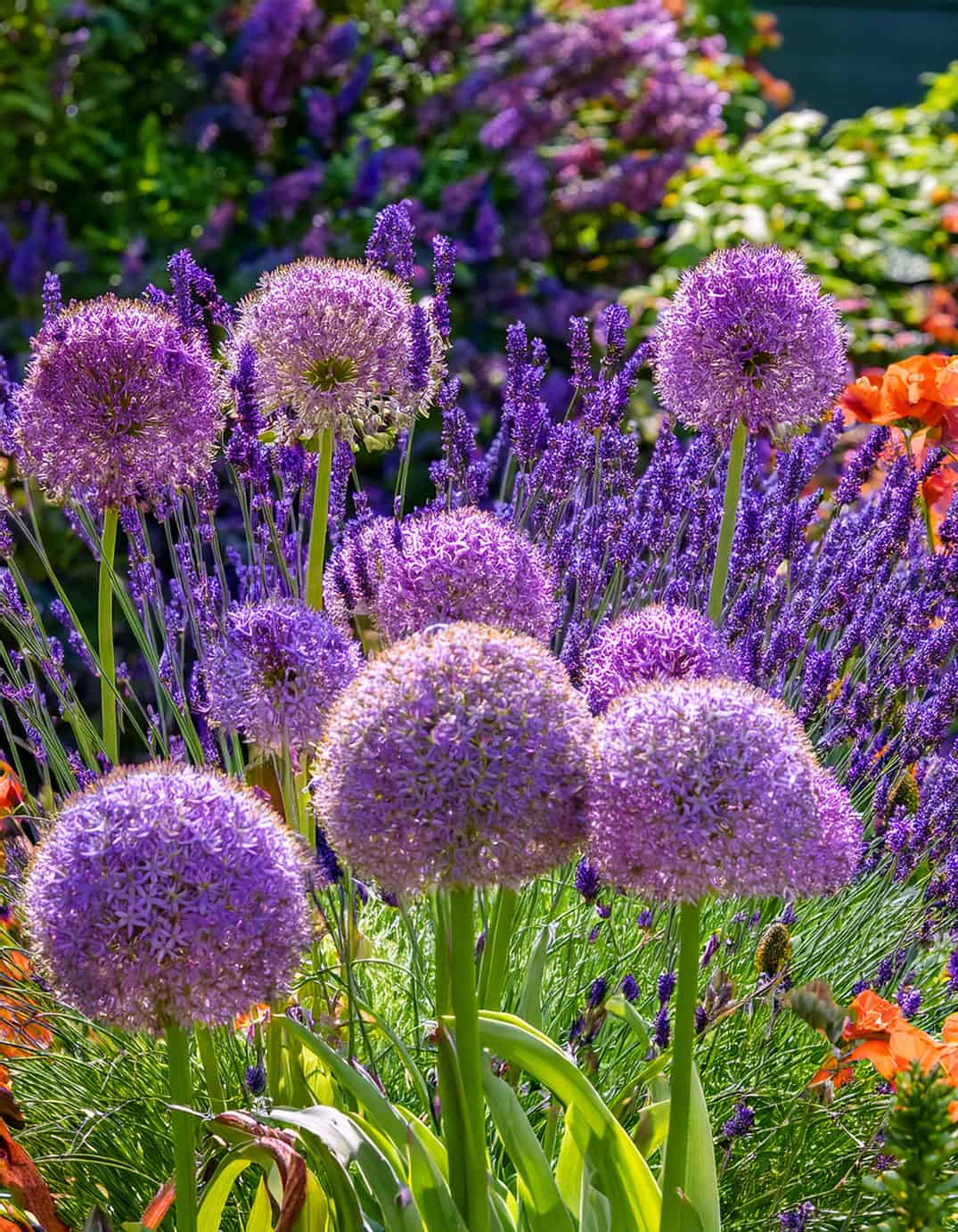Alliums and lavender