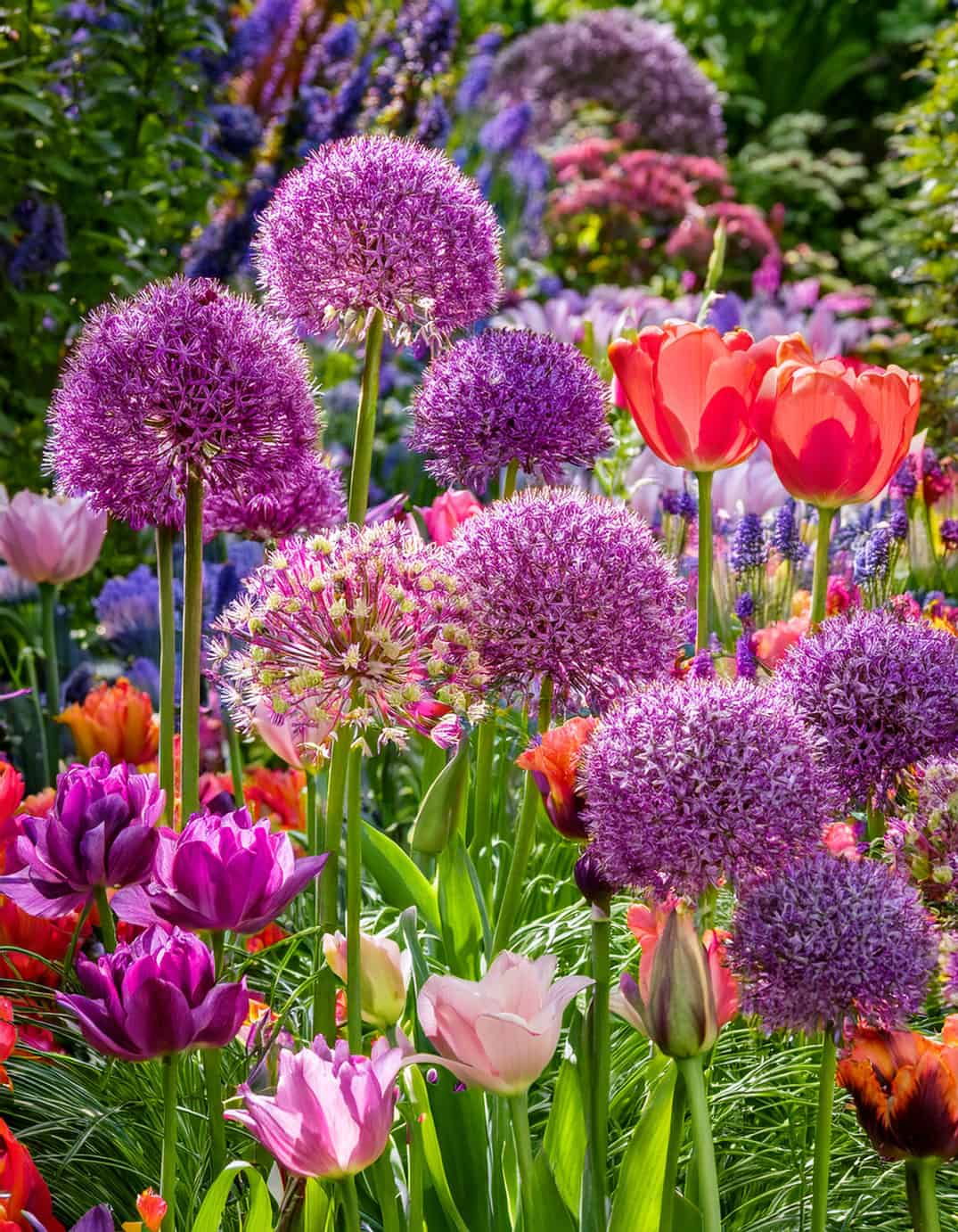 Alliums and spring tulips