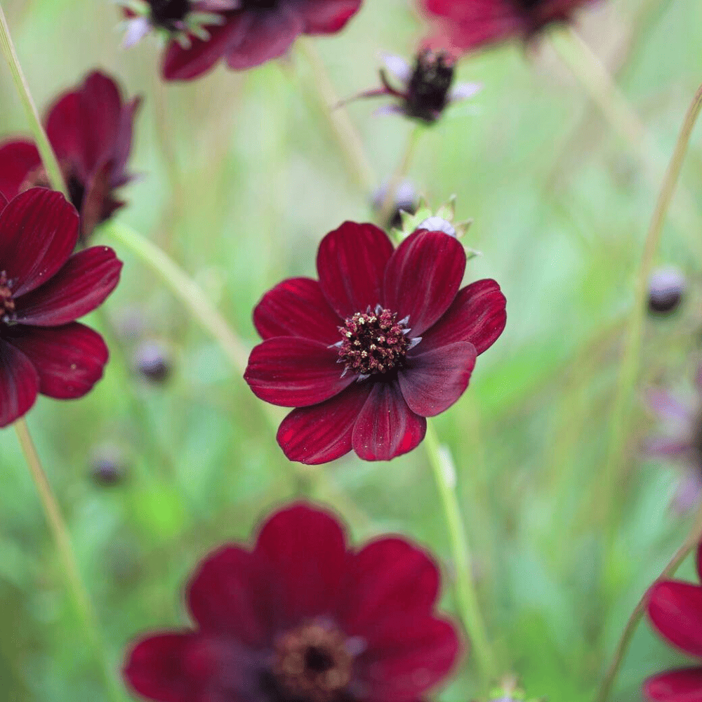 Chocolate cosmos chilternseeds