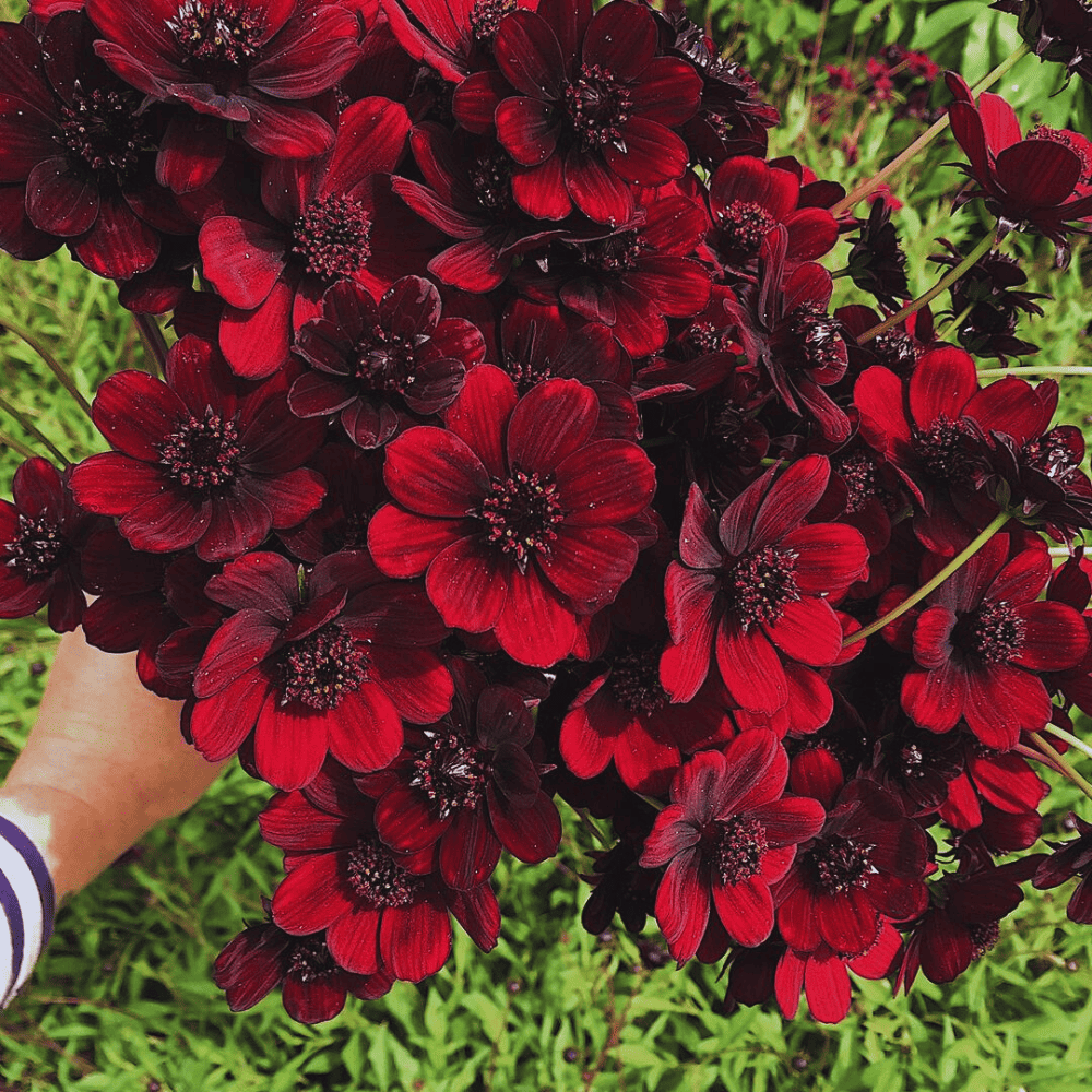 Chocolate cosmos fleurs de lyonville
