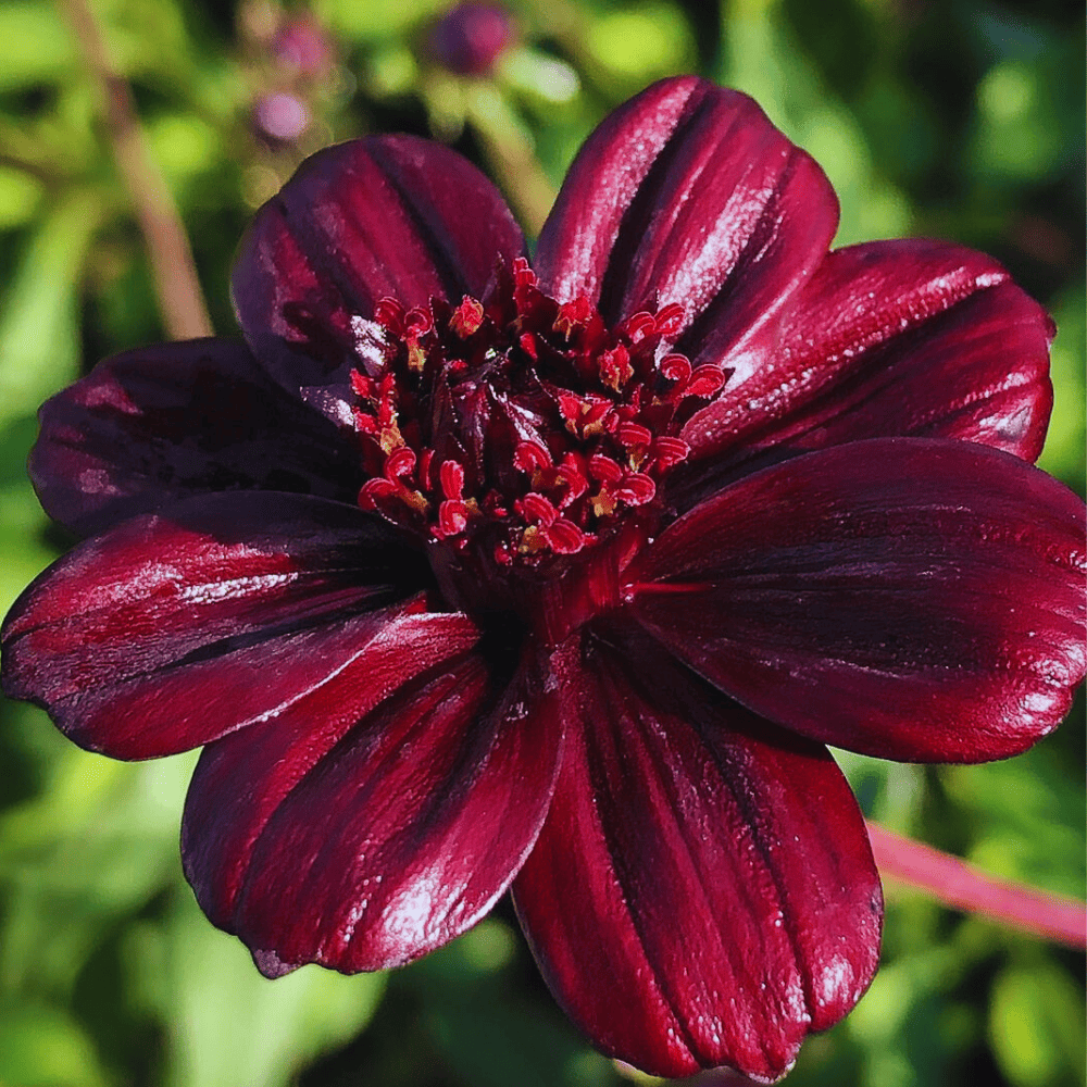 Chocolate cosmos hibiscus.papa