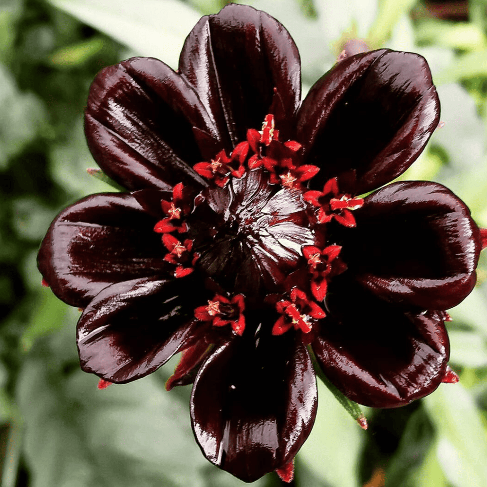 Chocolate cosmos janes.garden