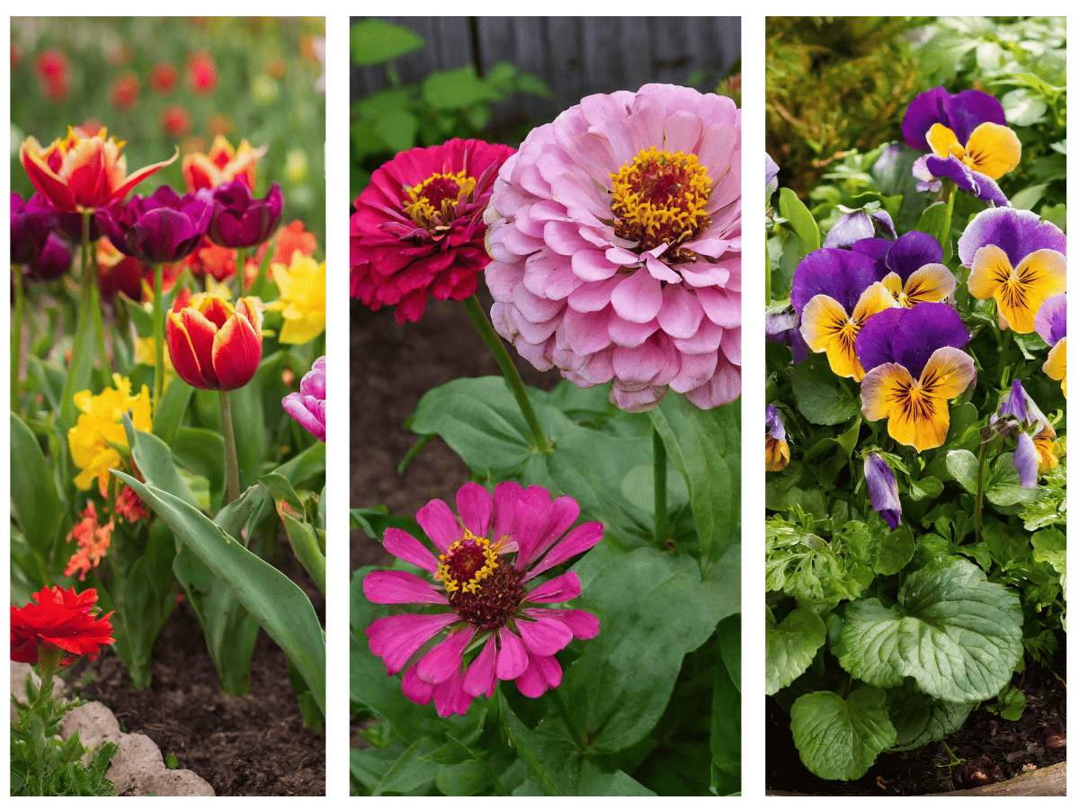Season cut bulbs