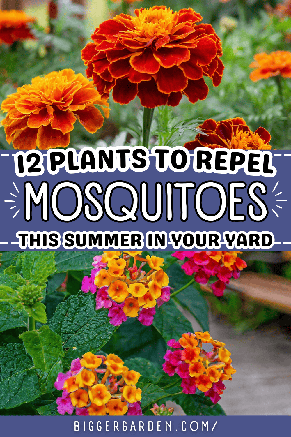 D 1 Plants to Repel Mosquitoes