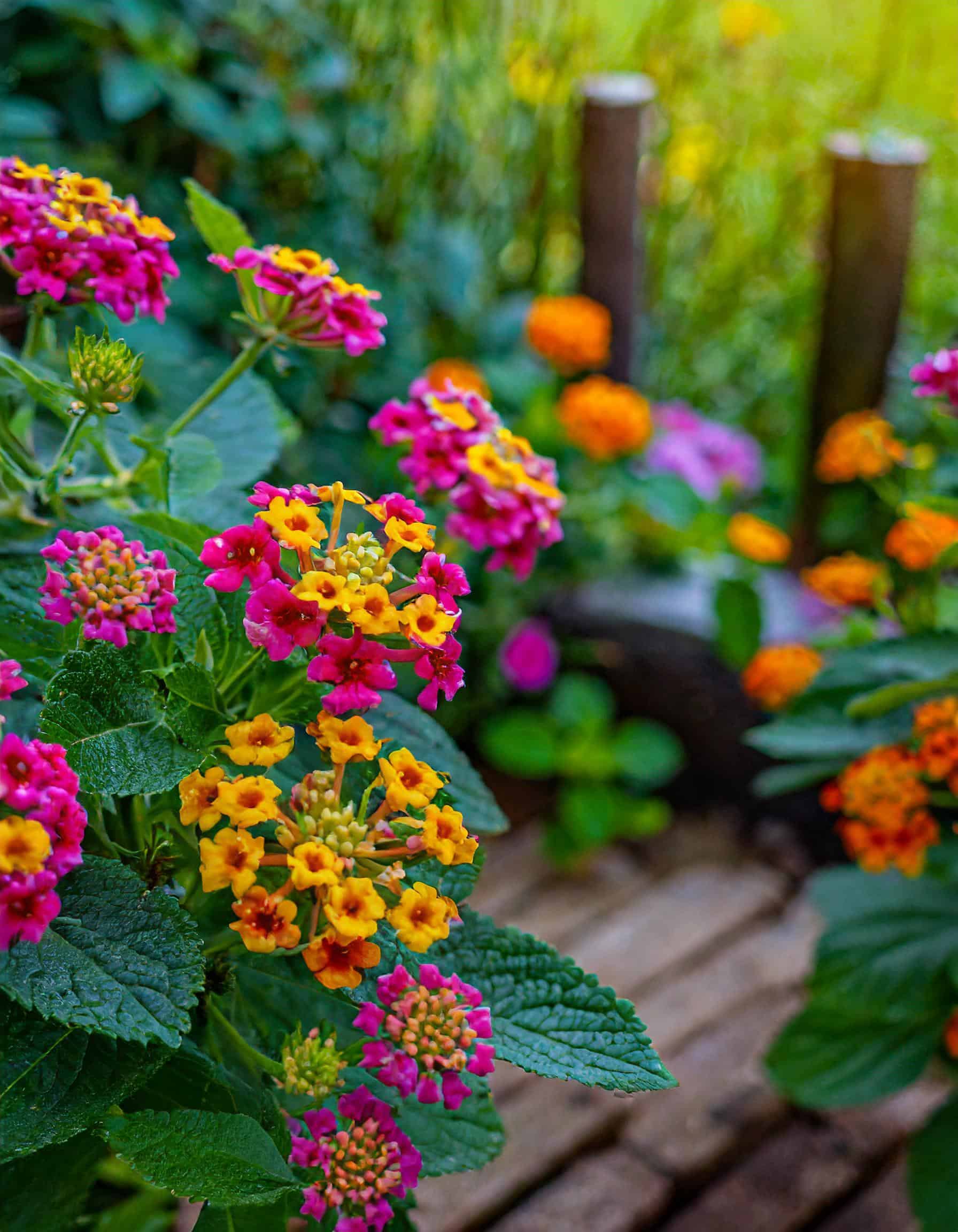 Firefly Lantana flowers growing in a garden sitting area nearby 38349