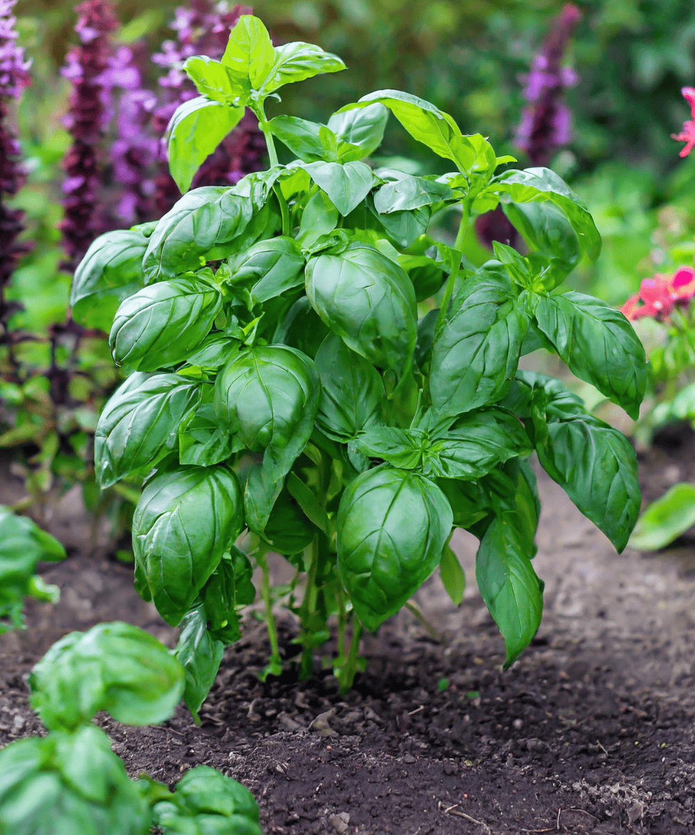 Garden basil