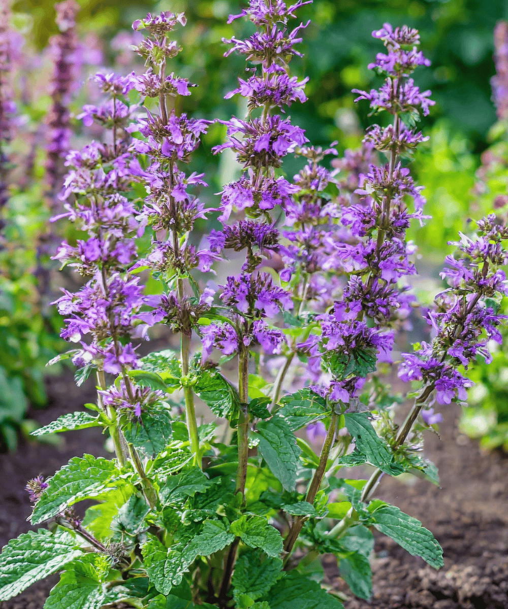 Garden catmint