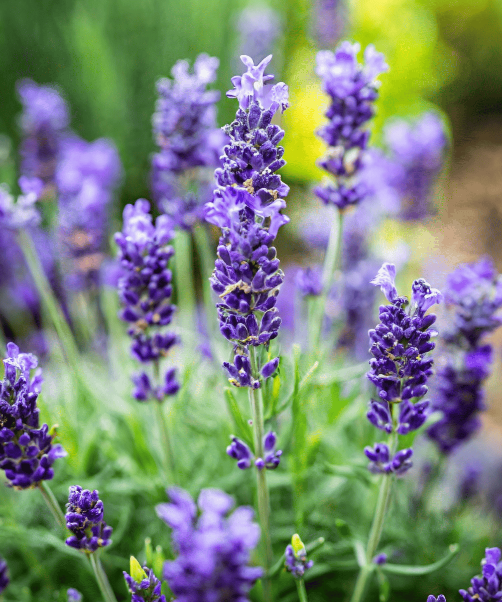 Garden lavender