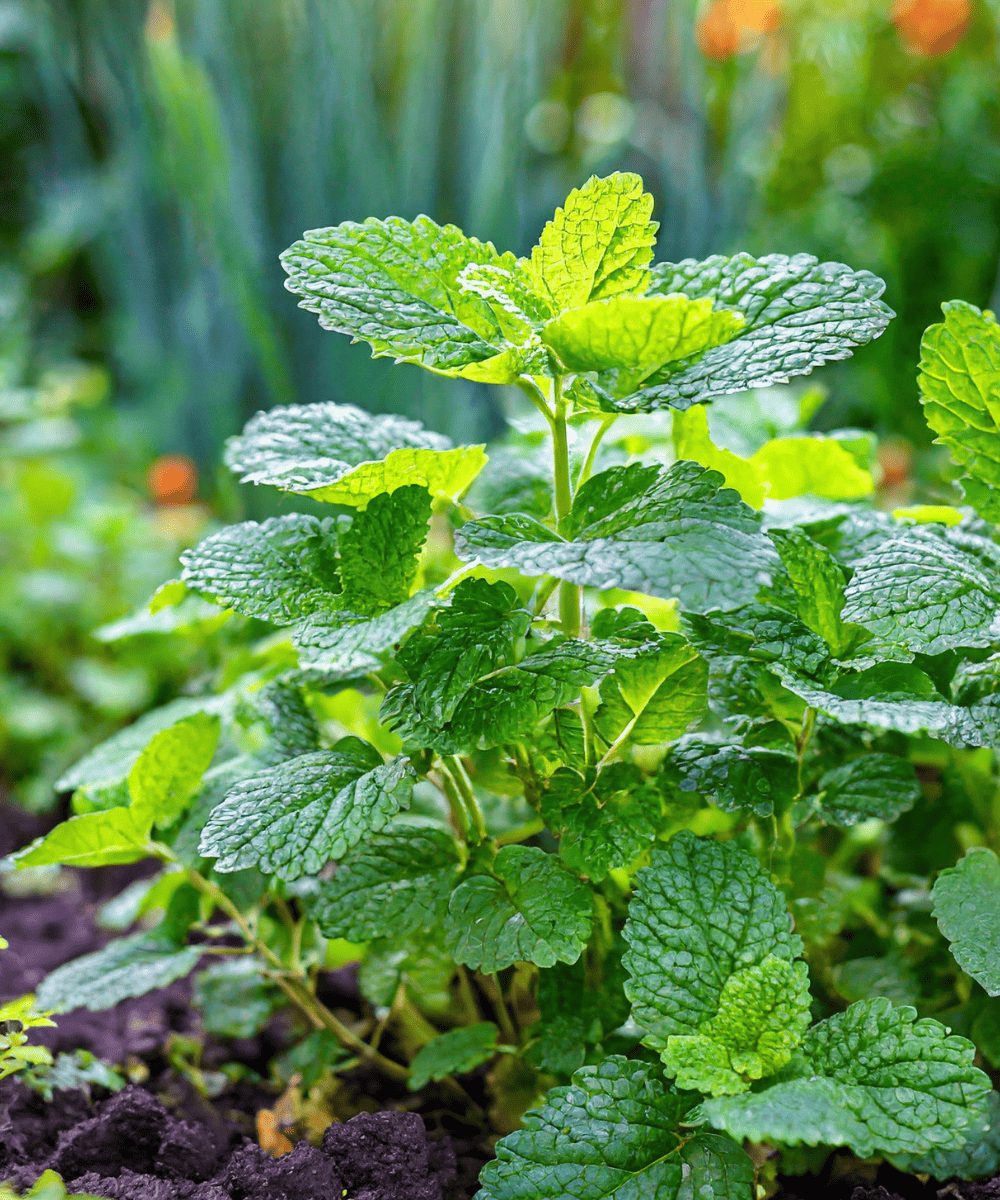 Garden lemonbalm