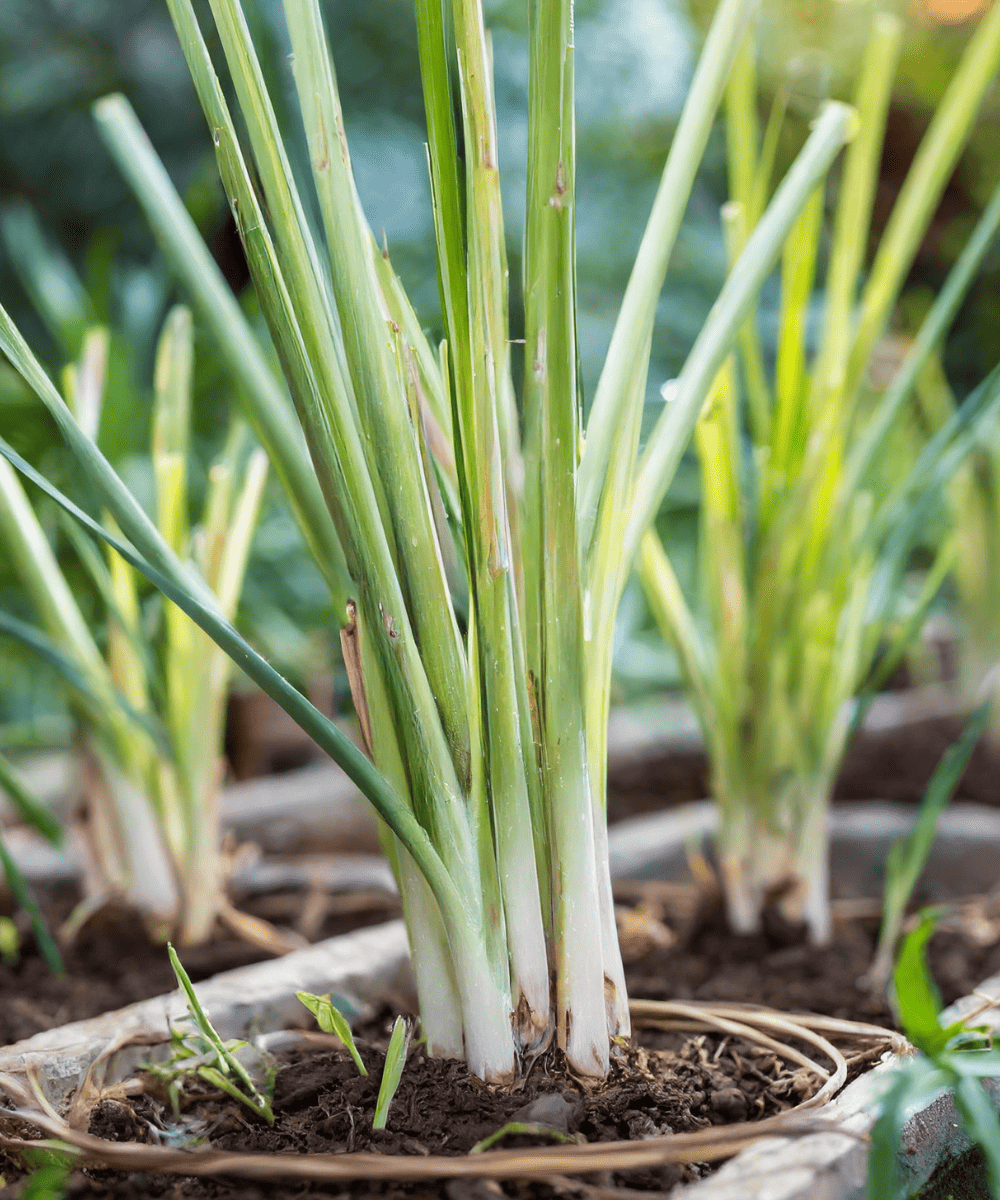 Garden lemongrass