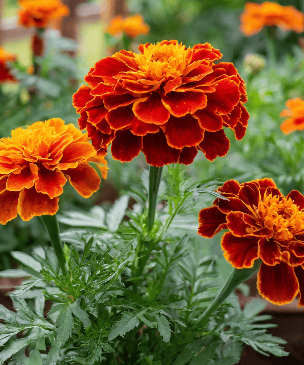 Garden marigold