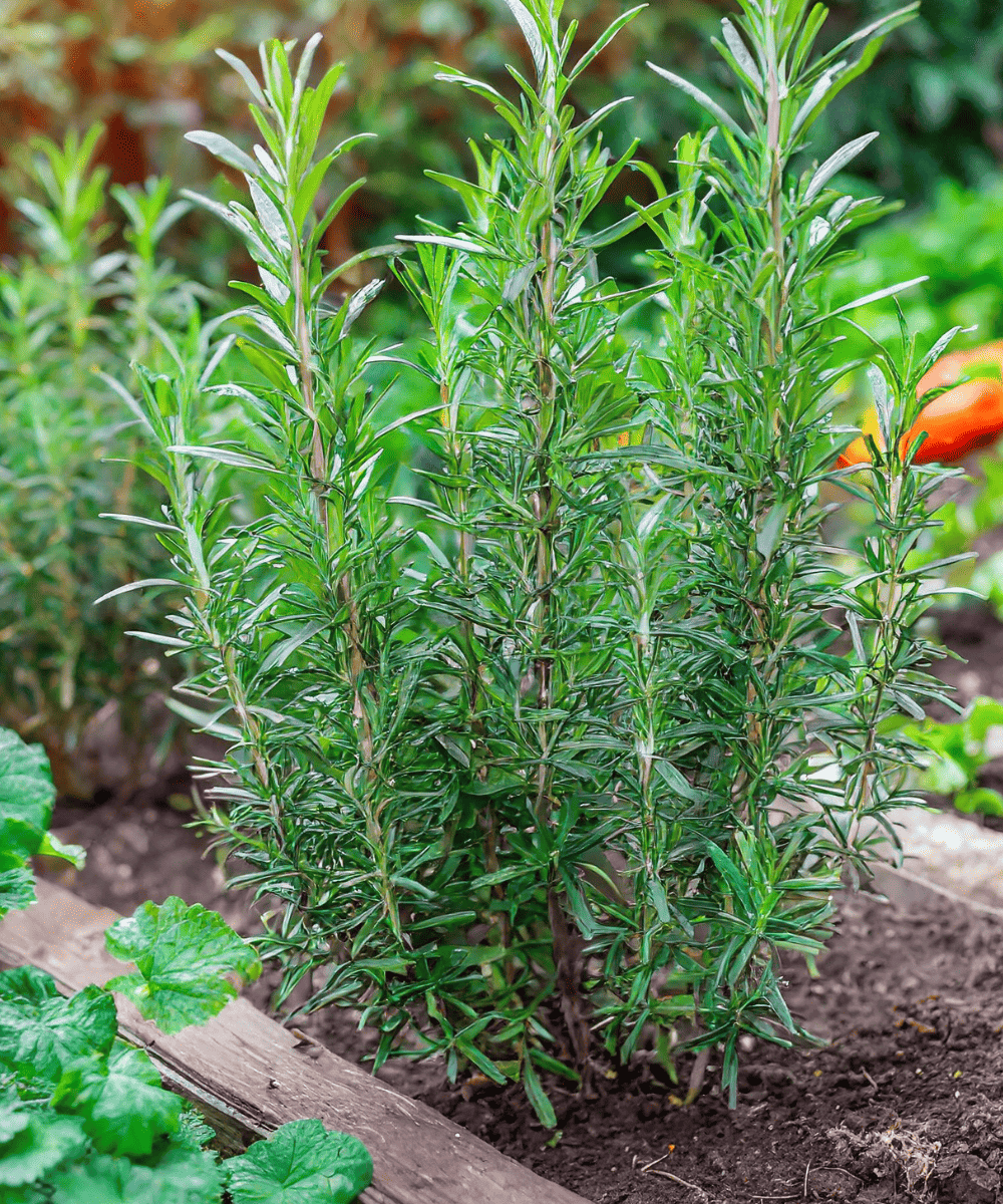 Garden rosemary