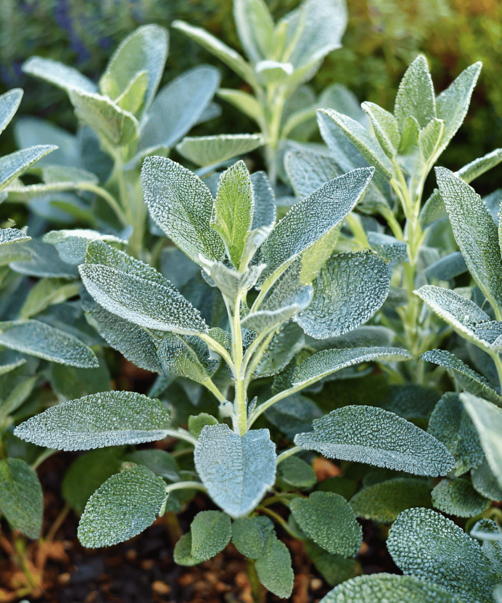 Garden sage