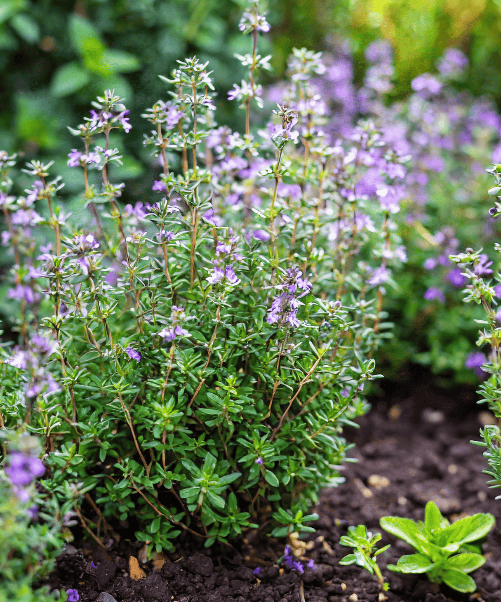 Garden thyme