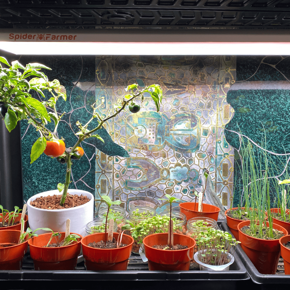 Spider farmer plants