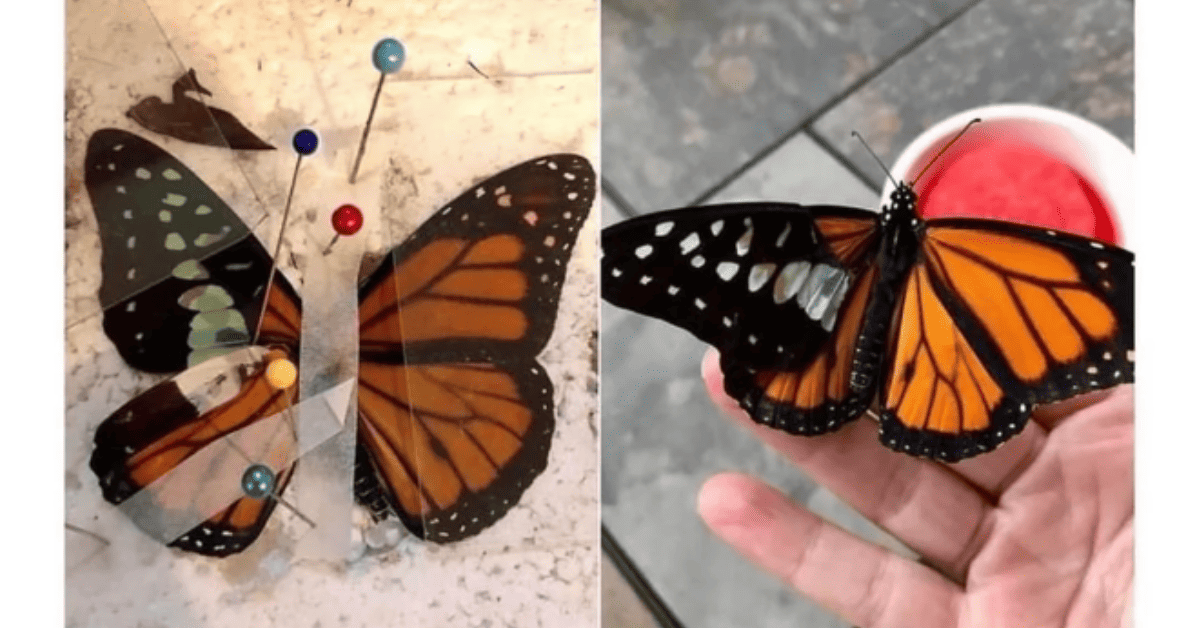 butterfly wing repair 1