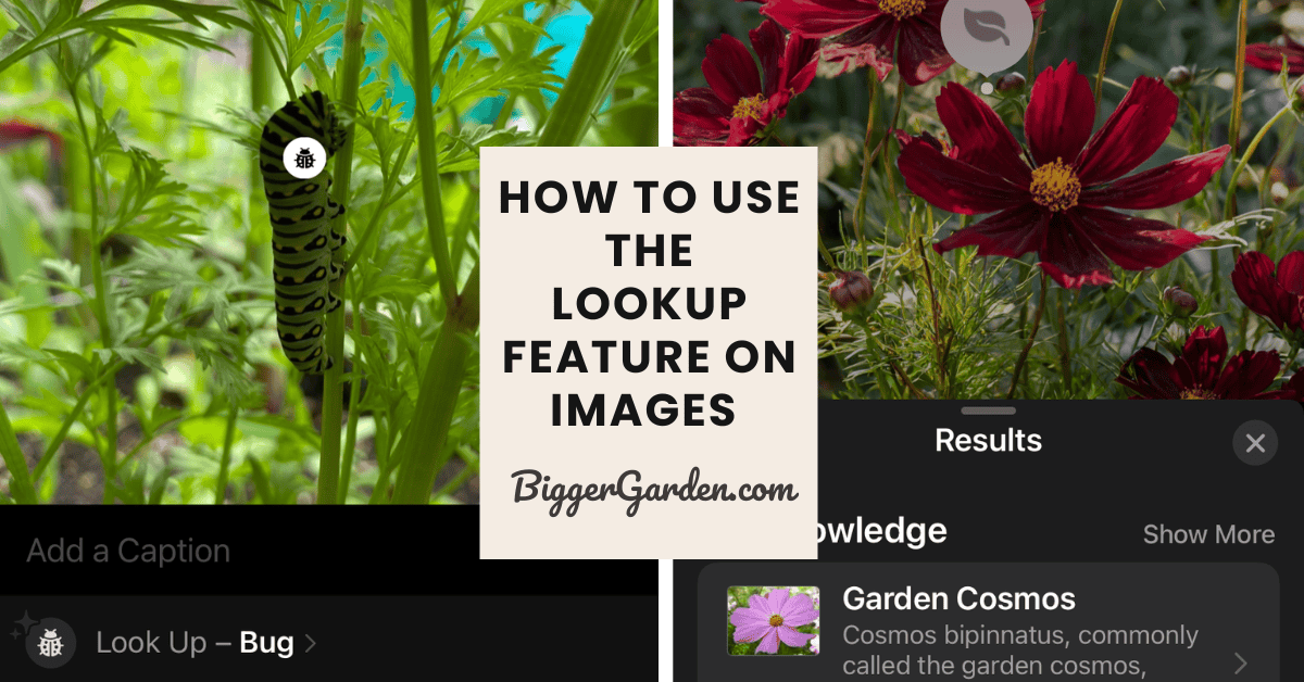 lOOKUP FUNCTION ON IPHONE