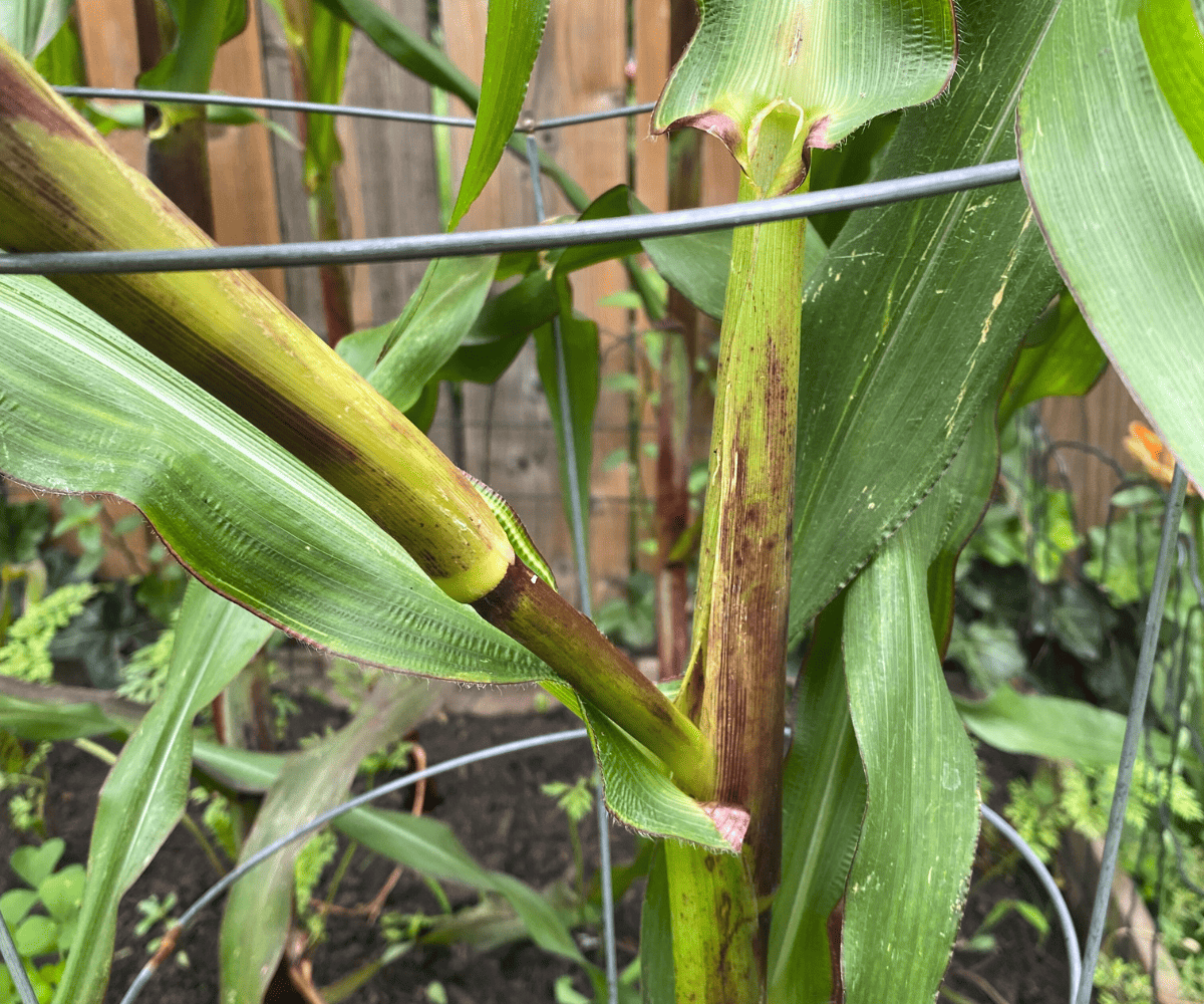 Bent corn