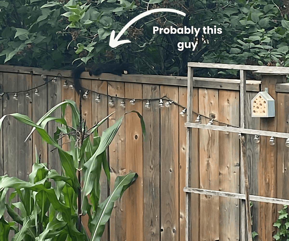 Garden pest