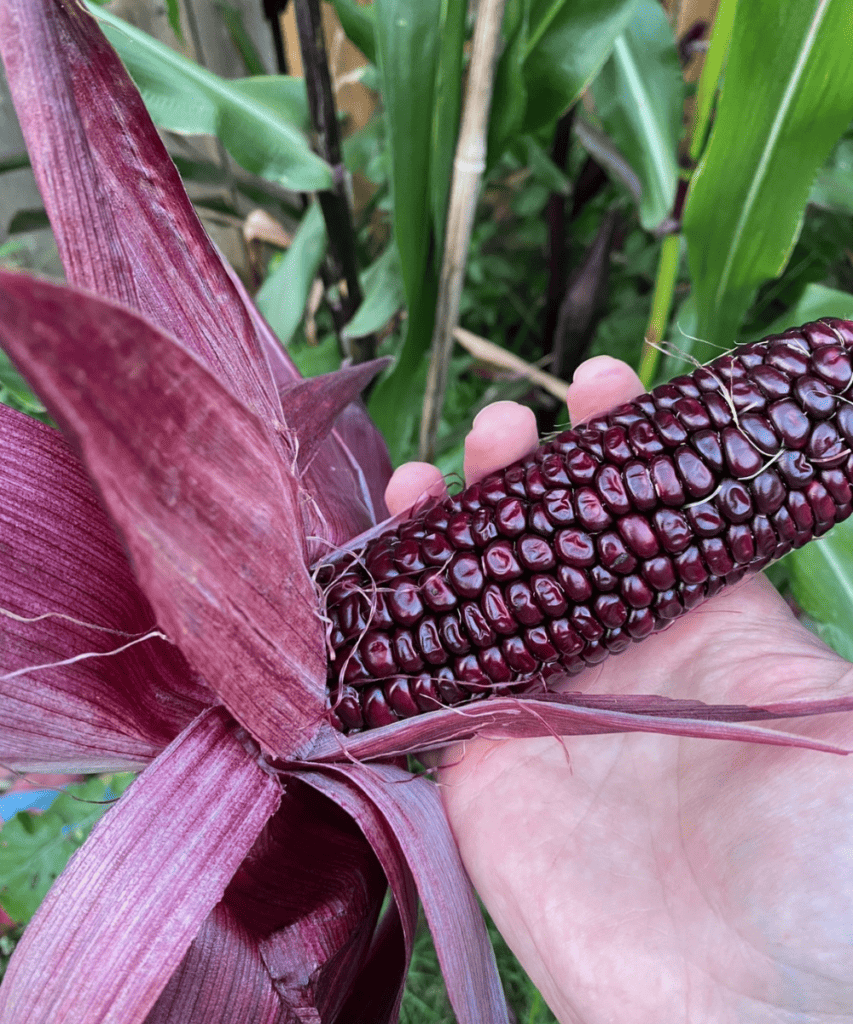purple corn