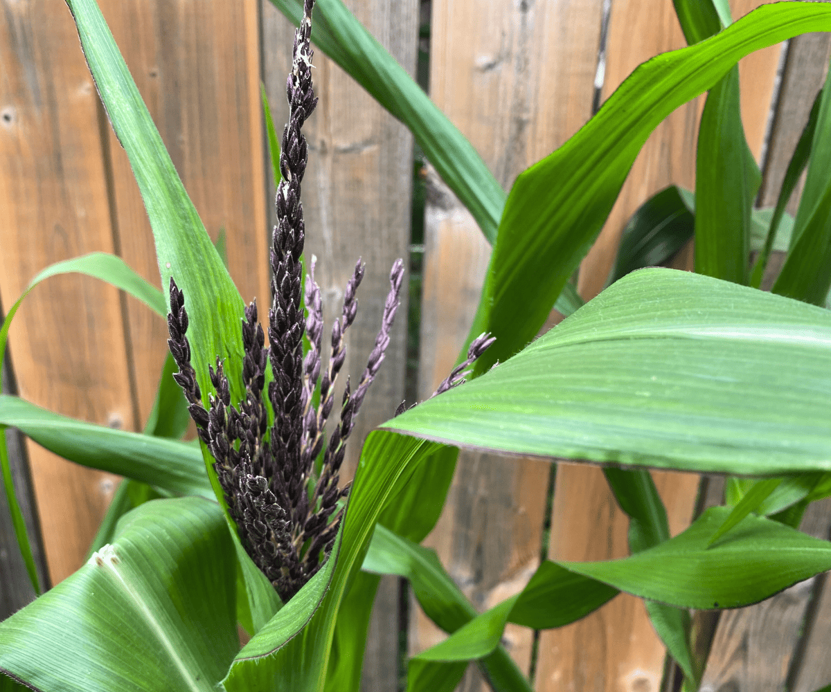 purple corn