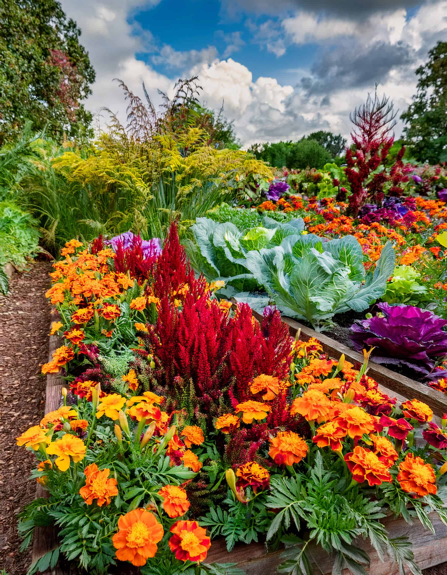 Chaos garden with vegetables growing