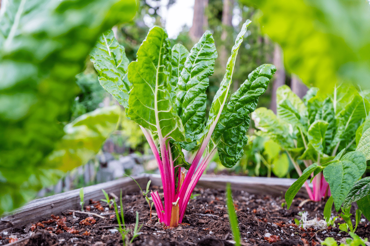 Chard