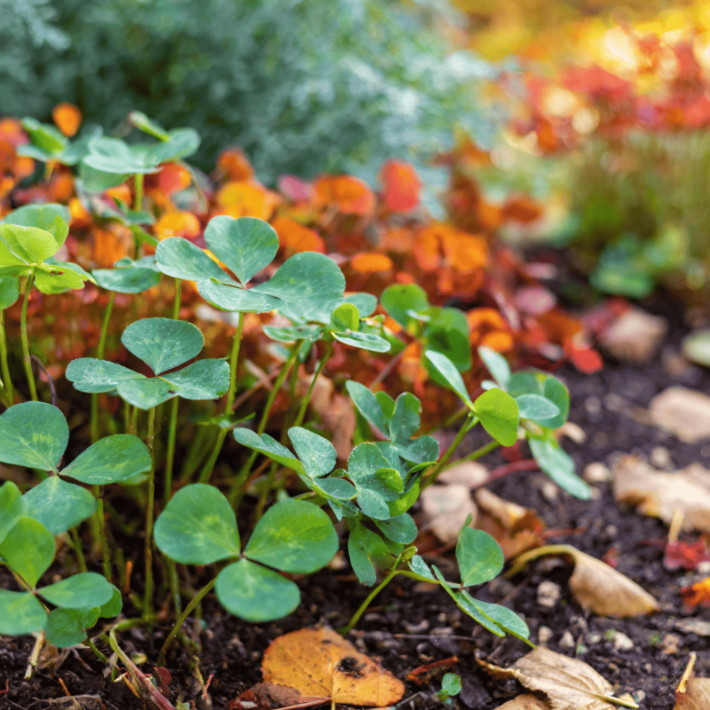 Clover cover crops