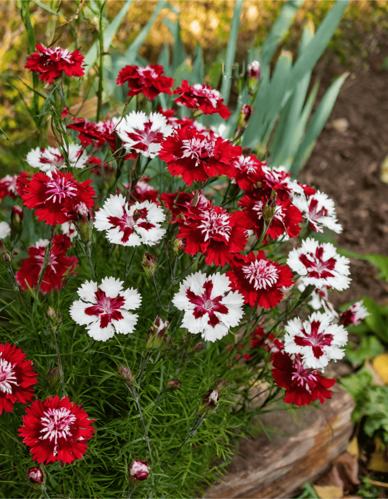 Dianthus