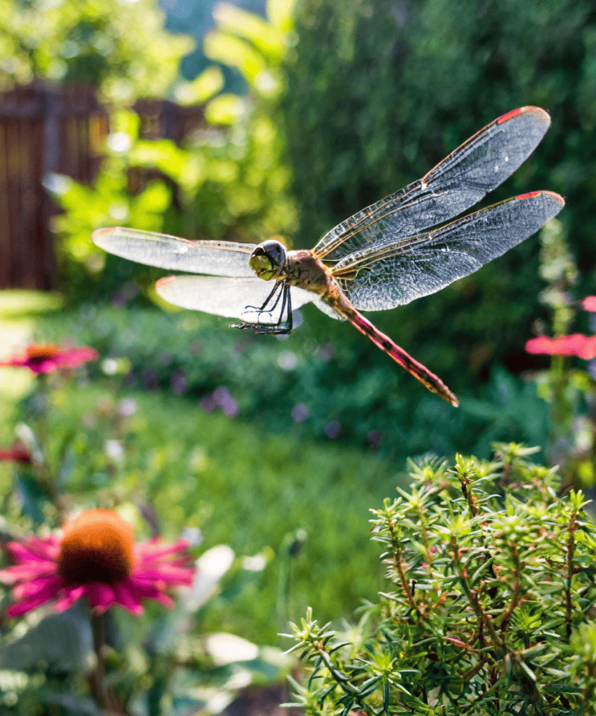 Dragon fly