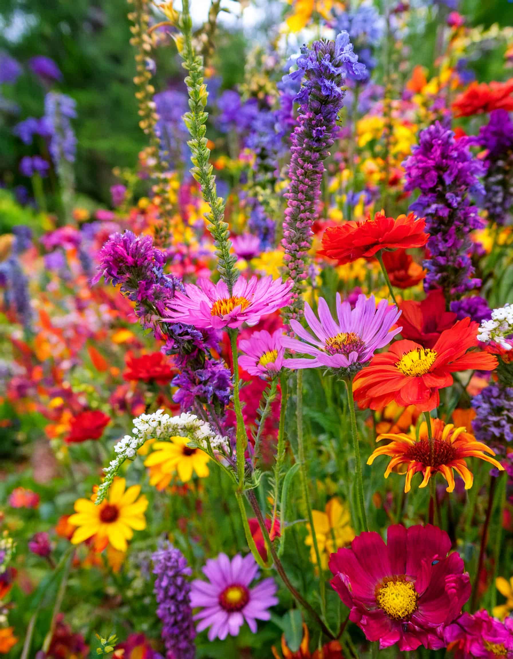 Firefly Many purple and red wildflowers growing in a garden with flowers 55415